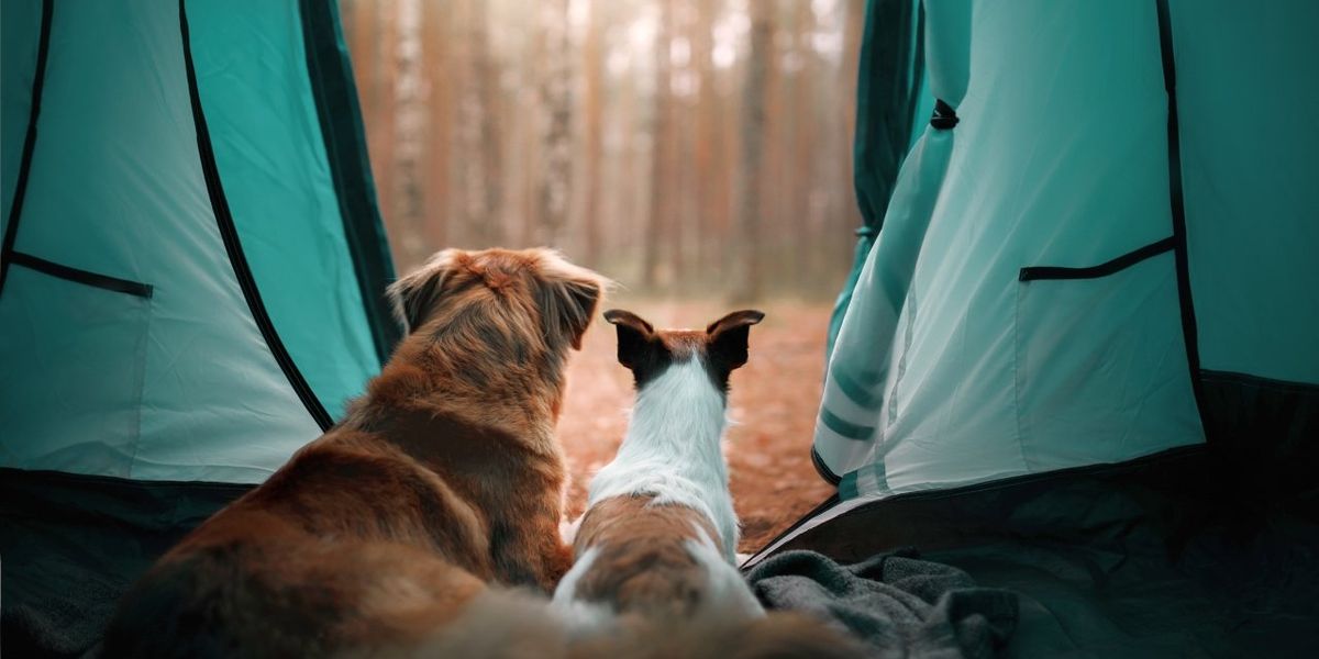 Câini în cort