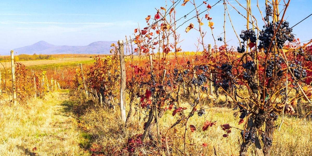 Schimbările climatice, cea mai importantă provocare cu care se confruntă industria vinului