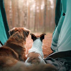 Câini în cort