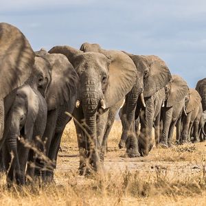 Elefanți în Serengeti Africa