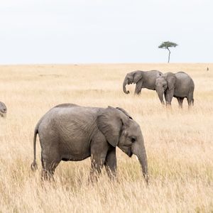 Elefant safari savana africa