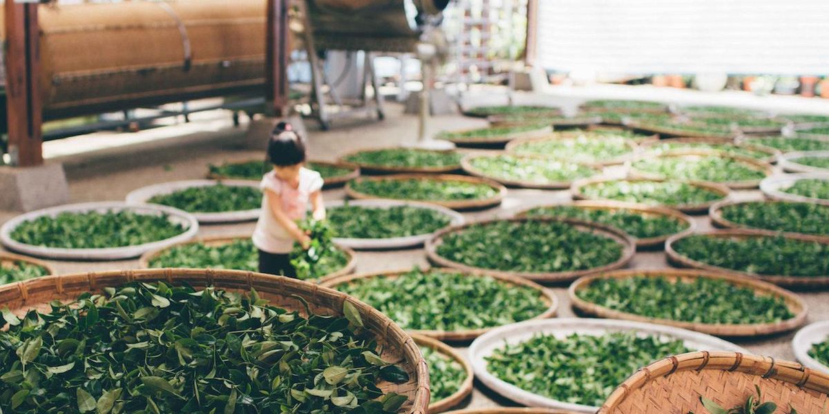 7 curiozități despre ceai – ceea ce nu știai până acum despre una dintre băuturile preferate din lume
