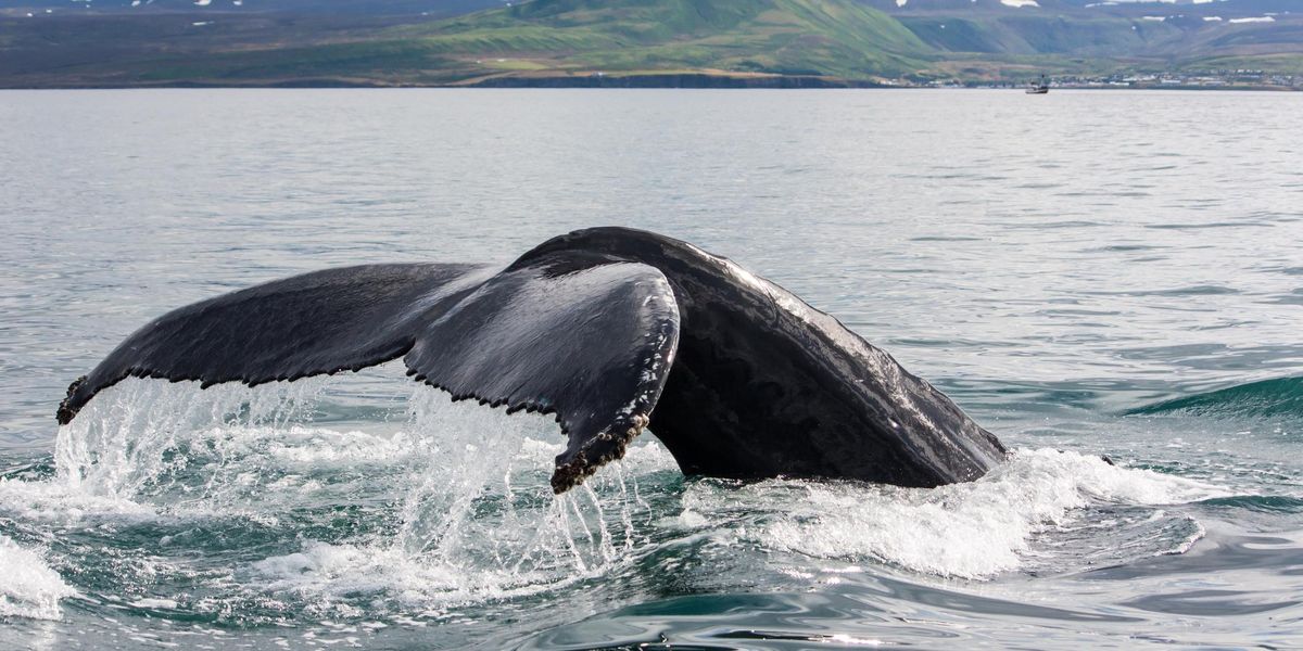 Állatbarát bálnales Izlandon