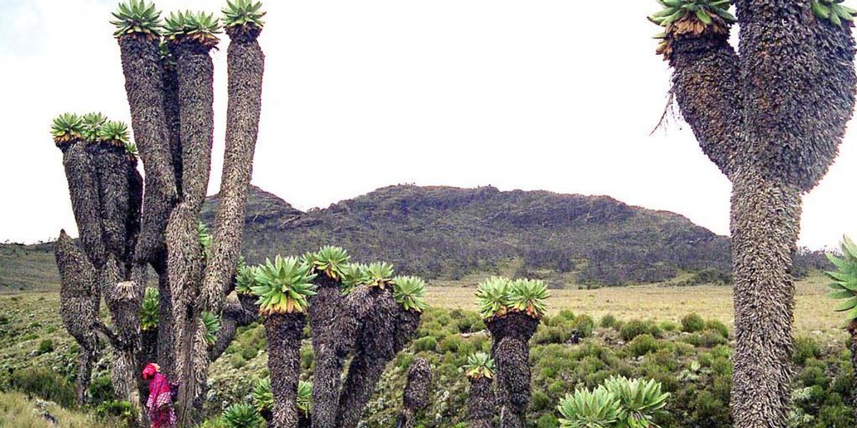 „Túlélőtábor” – a Kilimandzsáró elképesztő növényei