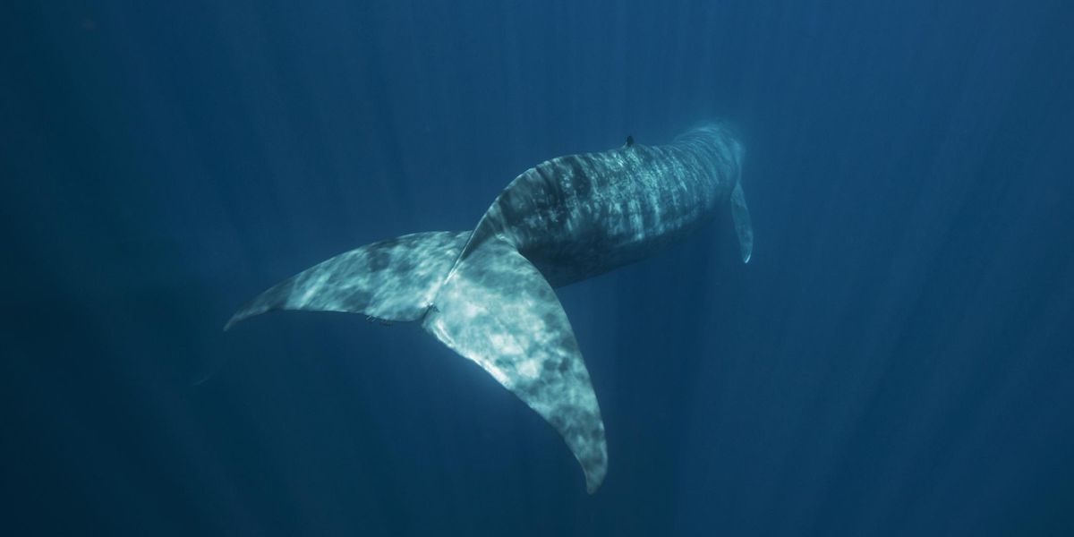 Povestea unei balene singuratice – un uimitor film despre natură