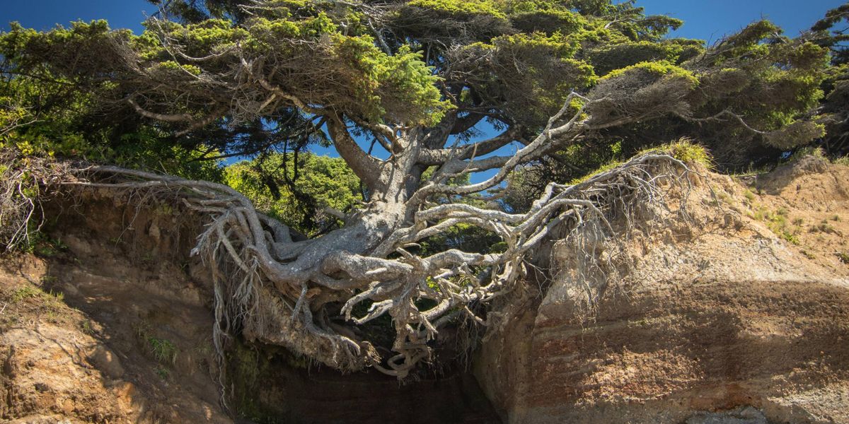 Varázslatos, hogy mire képes a természet – fák, amelyek mindent túlélnek!