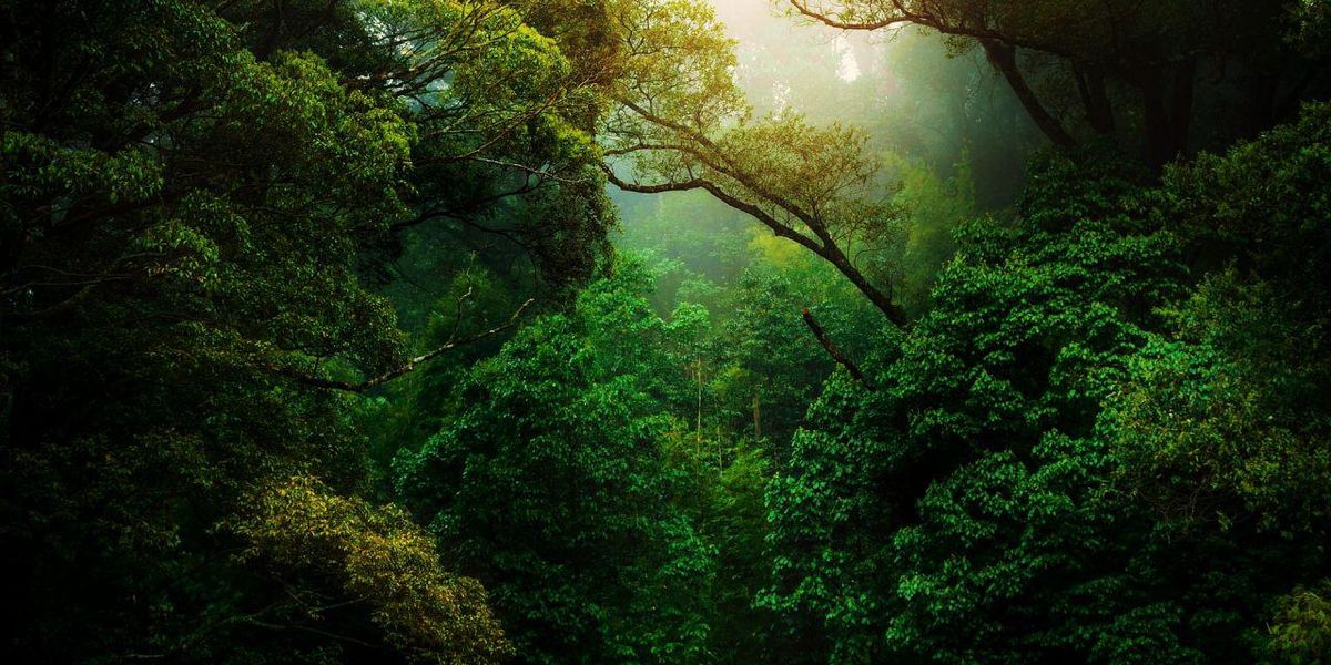 8 csodálatos erdő a világ minden tájáról