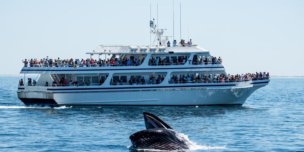 Canada alege balenele în locul turiștilor