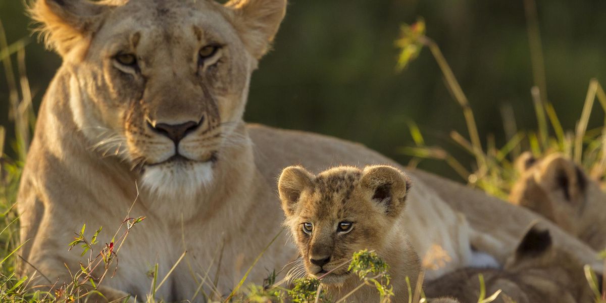 Oricine poate participa la un safari – aventuri online în Africa!