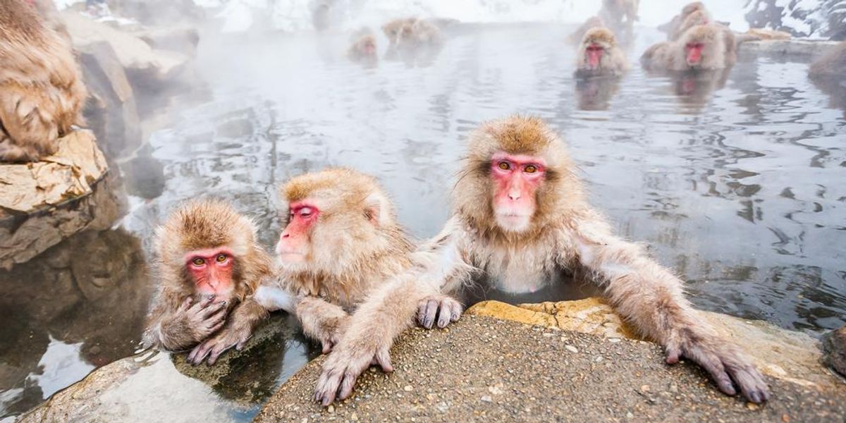 Japán majmok, saját gyógyfürdővel – fotógaléria