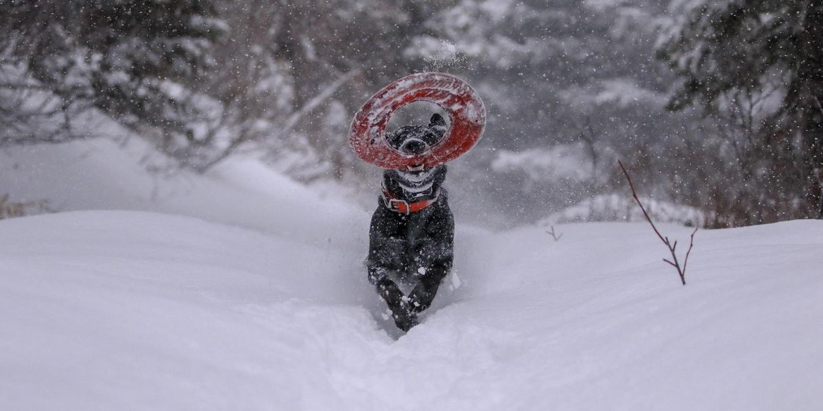 La ce să fim atenți când mergem cu câinele într-o excursie de iarnă?