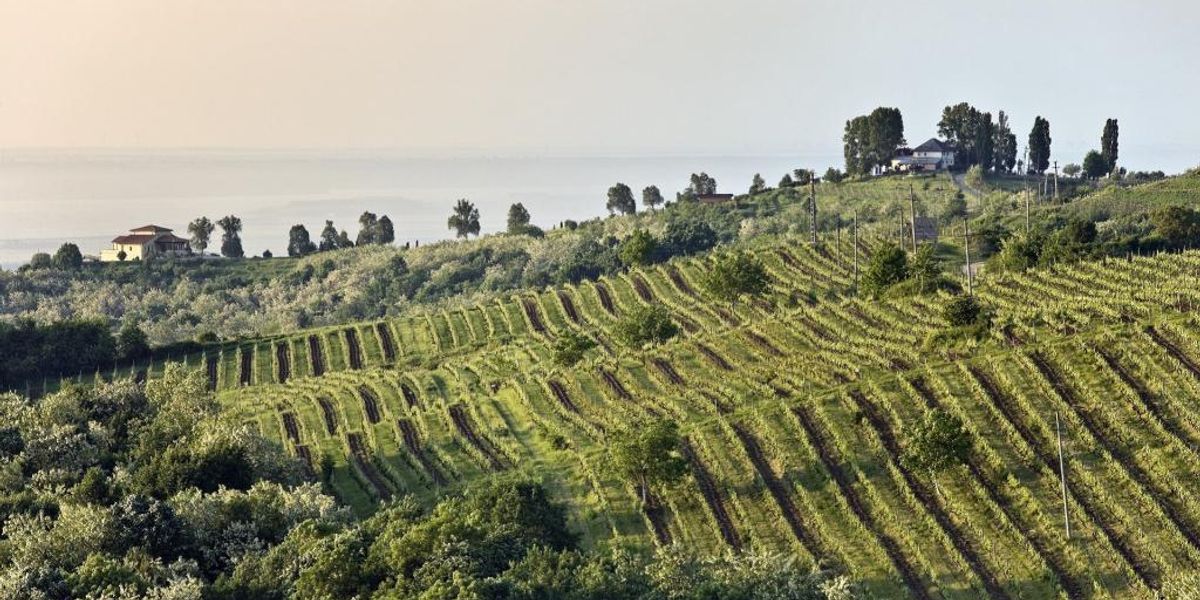 3 zone viticole – pe urmele vinului din România
