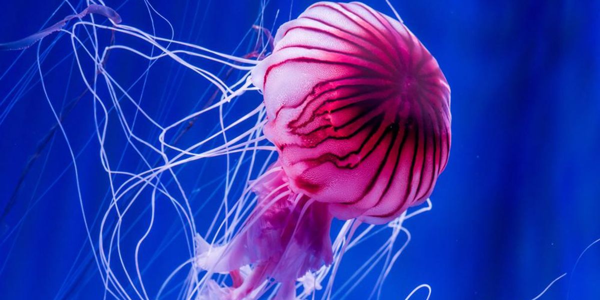 7 meglepő tény a tengerek egyik legszebb és legfélelmetesebb állatairól, a medúzákról