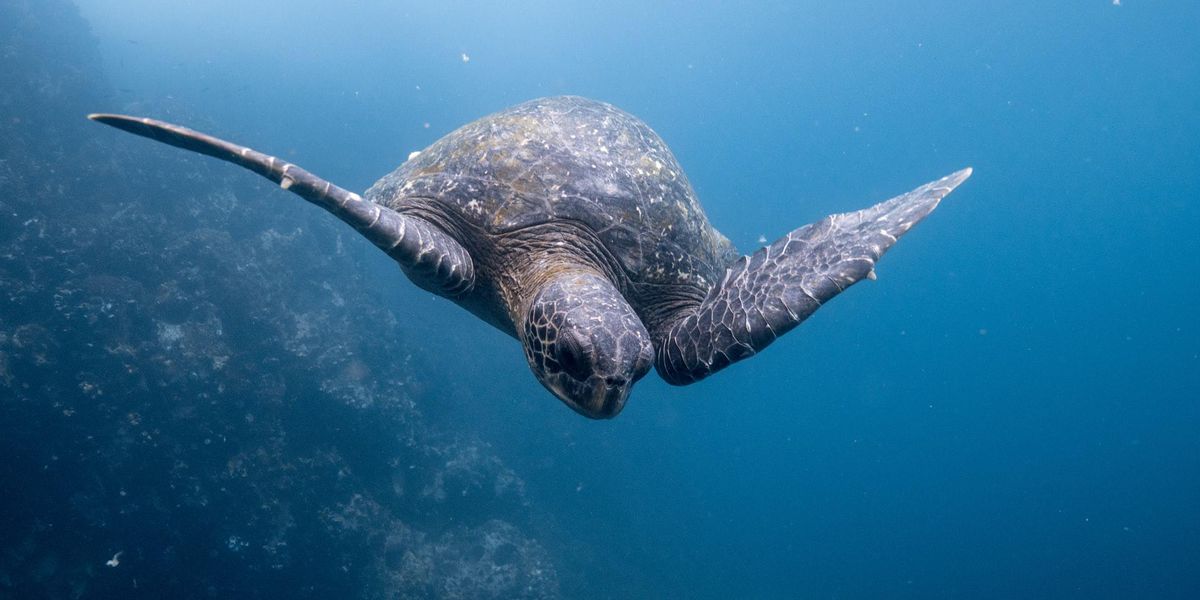 Víz alatti „gyorsforgalmi” a Galápagos-szigetek és Costa Rica között