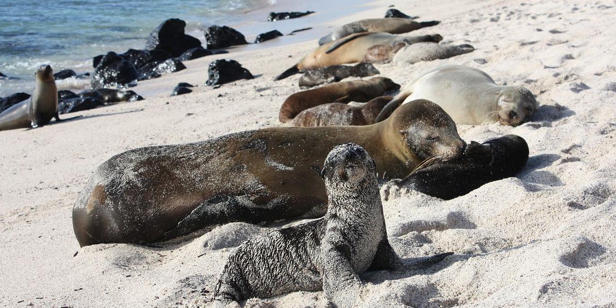 A természet egyedi csodája: a  Galápagos-szigetek képekben