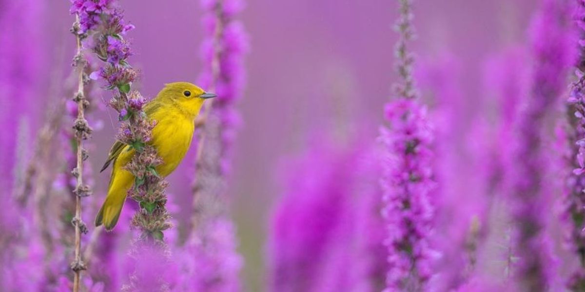 Succes în competiția Fotograful de Păsări al Anului