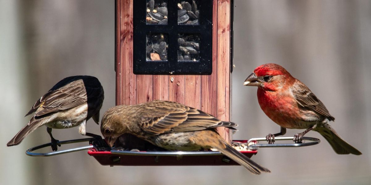 Cu ce și cum ar trebui să hrănim păsările iarna?
