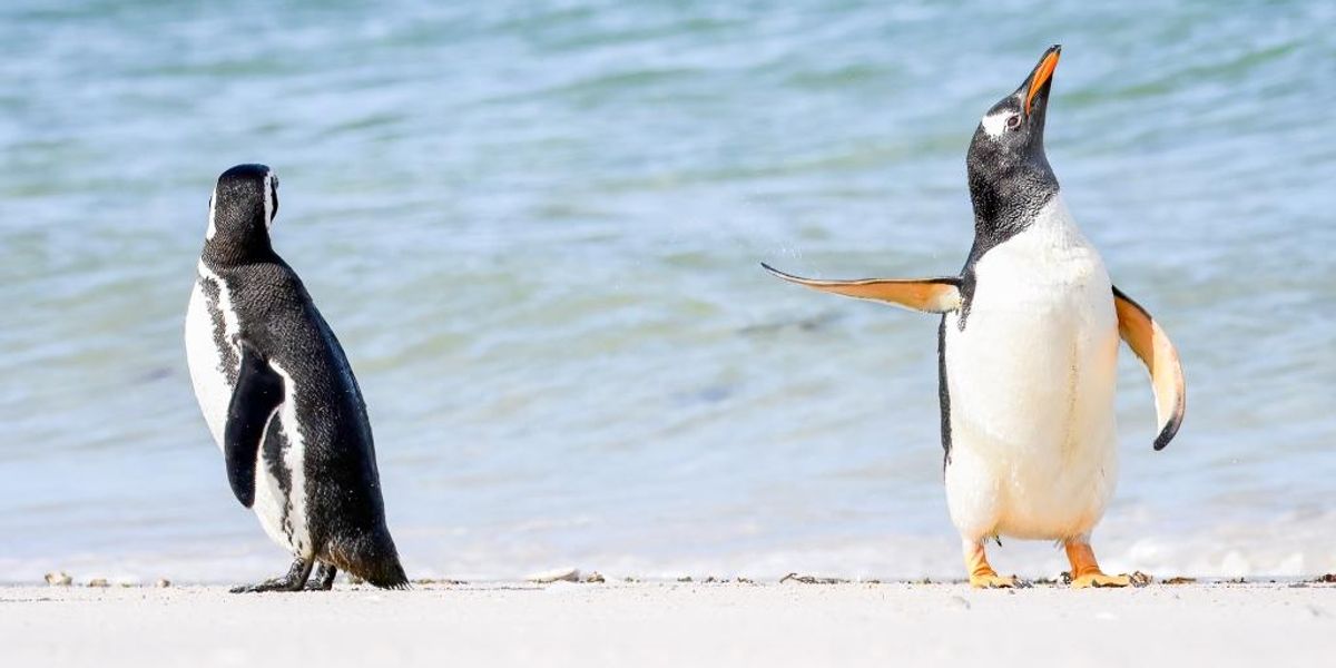 Bukdácsoló oroszlánkölyök, vitatkozó pingvinek – nézd meg az év legviccesebb állatfotóit!