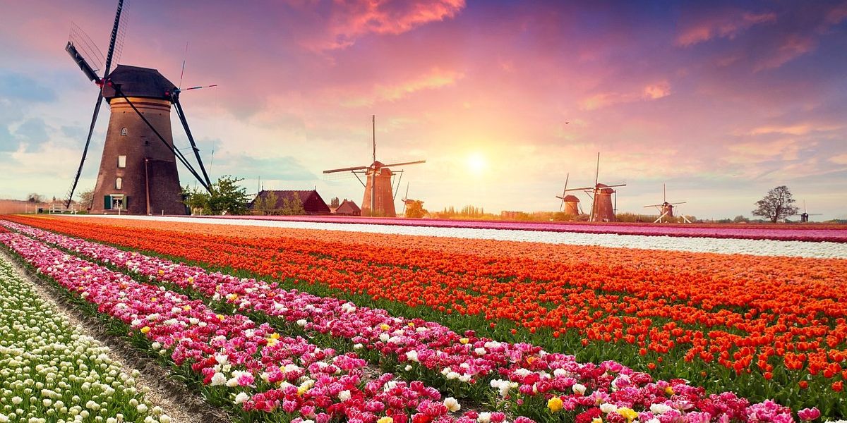 Apró a tulipánhagyma, mégis óriási hatása volt – Hollandia a tulipánvirágzás idején! (2. rész)