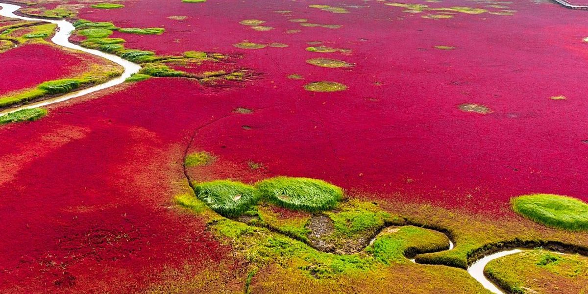 De ce Plaja Roșie din China este atât de colorată?
