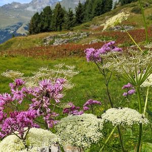 plante medicinale în Alpii elvețieni