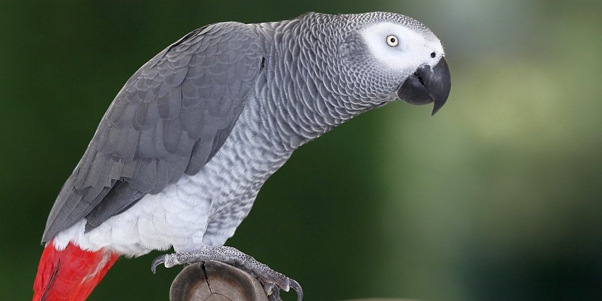 O grădină zoologică britanică are un nou plan pentru a-și reabilita papagalii care au gura „spurcată”