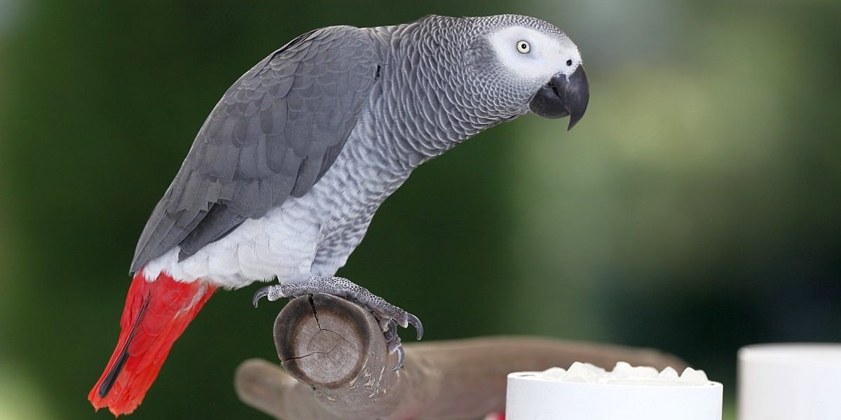 Egy brit állatkert új módszerrel próbálja megnevelni a káromkodó papagájokat