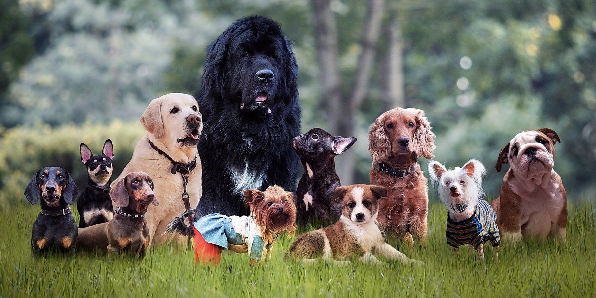 Care sunt rasele de câini cele mai longevive?