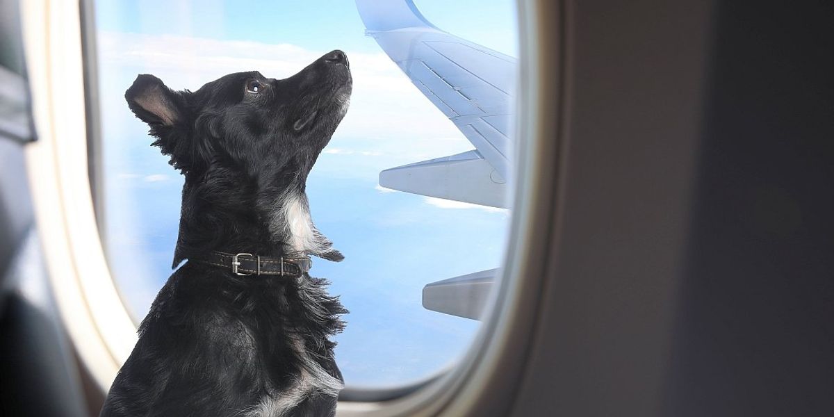 Egy légitársaság engedélyezi a háziállatok szállítását az utastérben