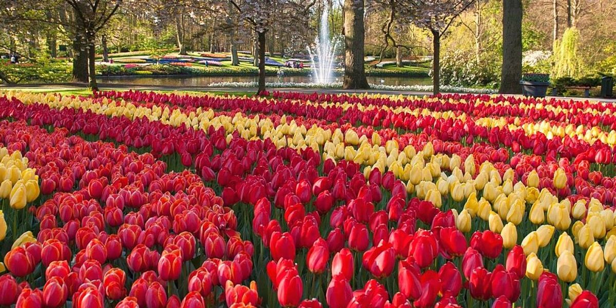 Szereted a virágokat? 75 éves a világ legnagyobb tulipánkertje!