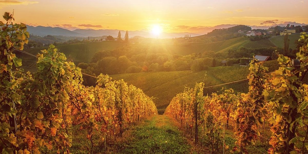 Viitorul aparţine vinurilor britanice? Criza climatică va modifica geografia regiunilor viticole!