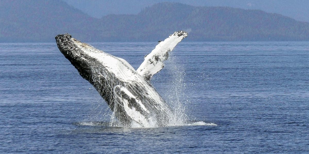 Propunere inedită pentru salvarea balenelor