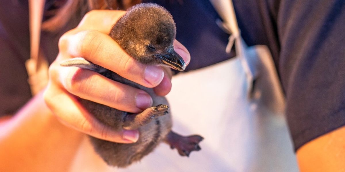 Salvatorii pinguinilor au ales o metodă originală de a cere ajutor pentru aceste păsări acvatice