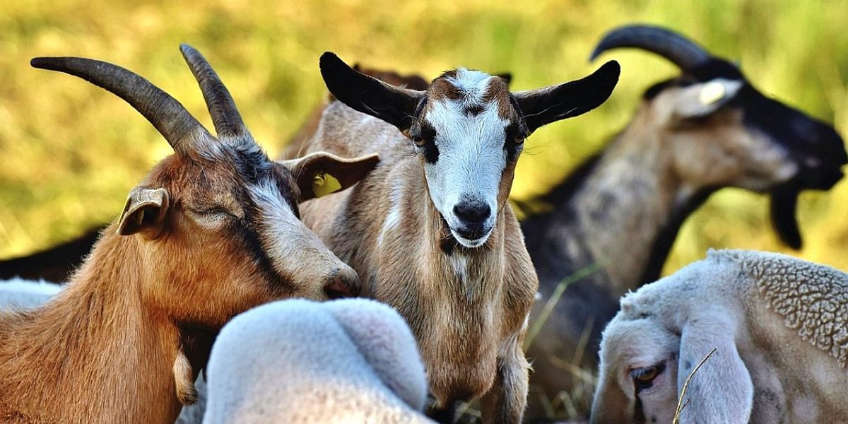 Ia-ți o capră! O insulă italiană invadată de animale le oferă cadou