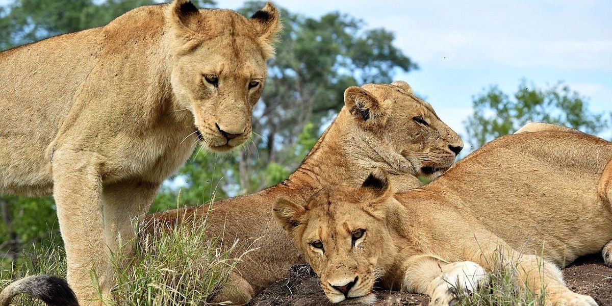 Vor fi în sfârșit leii din Africa de Sud protejați de milionarii vânători de trofee?