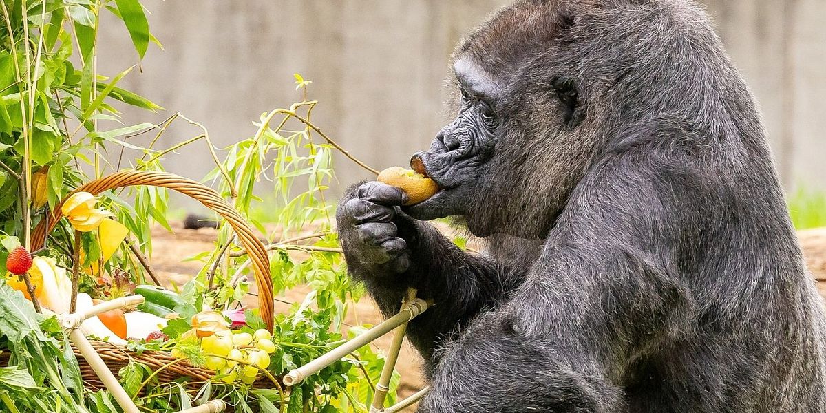 Gorila care trăiește în Berlin încă dinainte de construirea Zidului și-a sărbătorit ziua de naștere