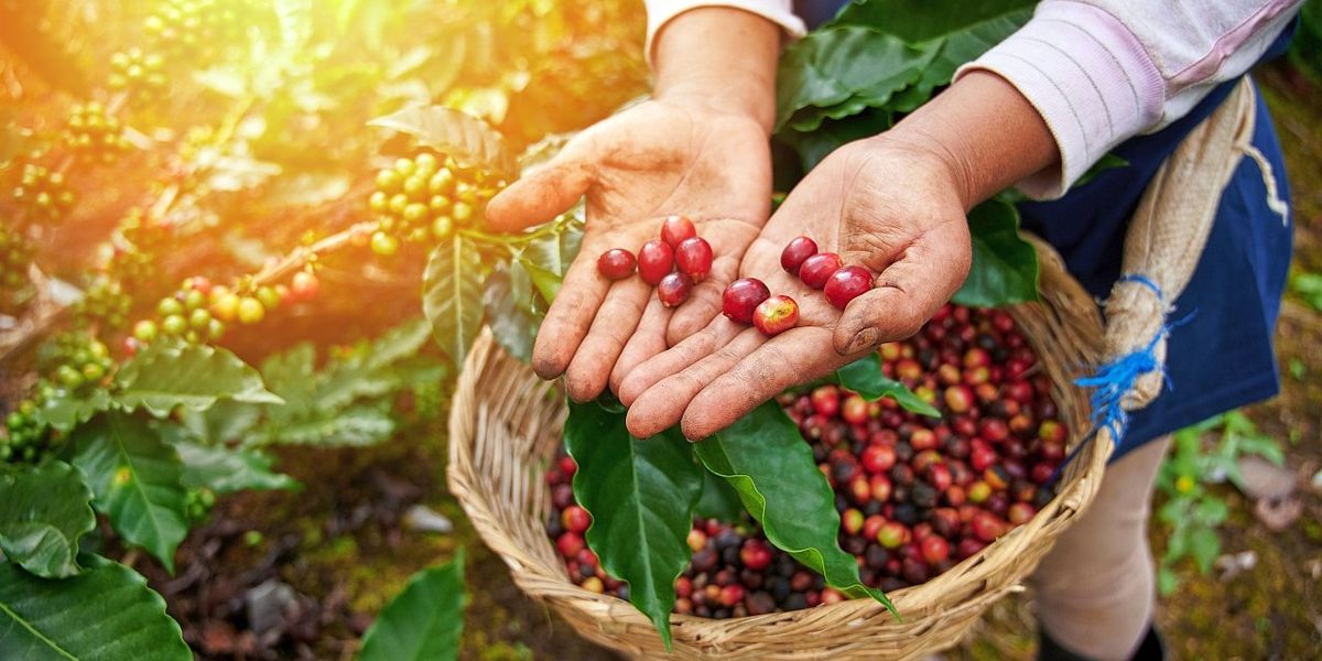 Un studiu genetic recent a dezvăluit secretele cafelei arabica