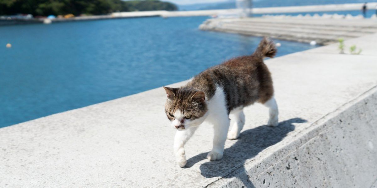 Már a macskák uralják ezeket a japán szigeteket