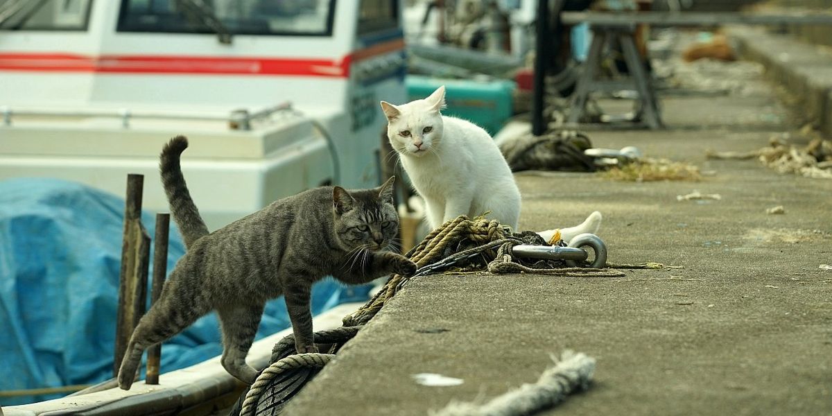 Pisicile au preluat complet controlul pe aceste insule japoneze