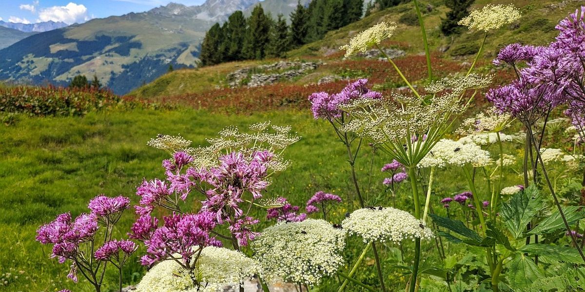 plante medicinale în Alpii elvețieni