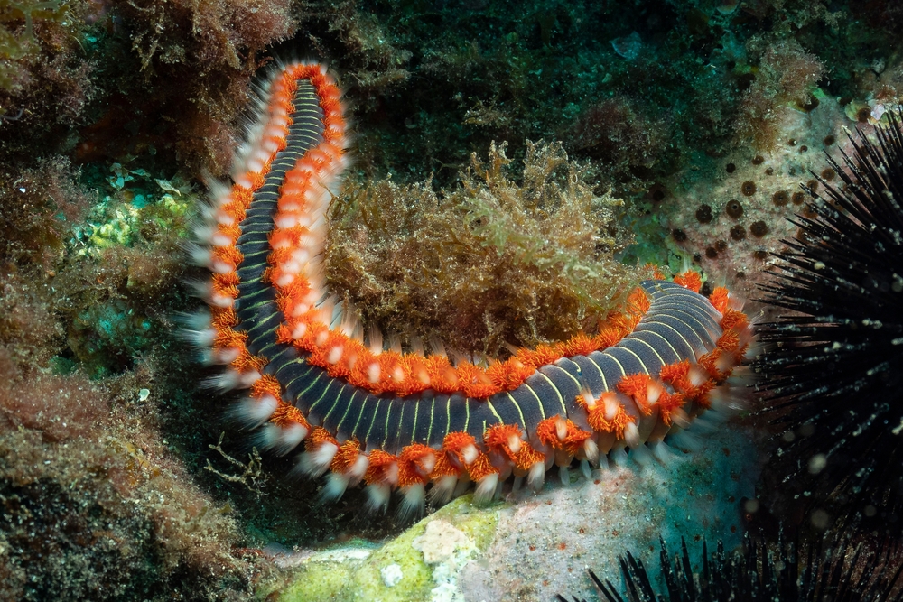 Öt tengeri élőlény, amivel jobb nem közelről ismerkedni az Adrián