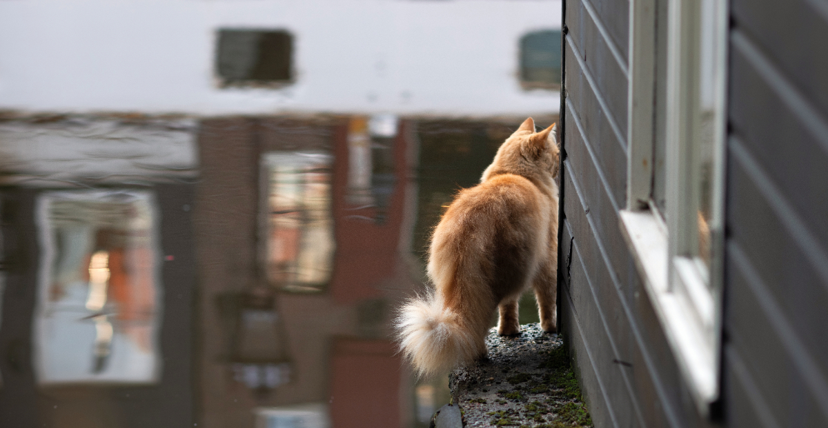 Amszterdam 100 ezer eurót költ miniatűr lépcsőkre, hogy megmentse a macskákat a csatornák mentén
