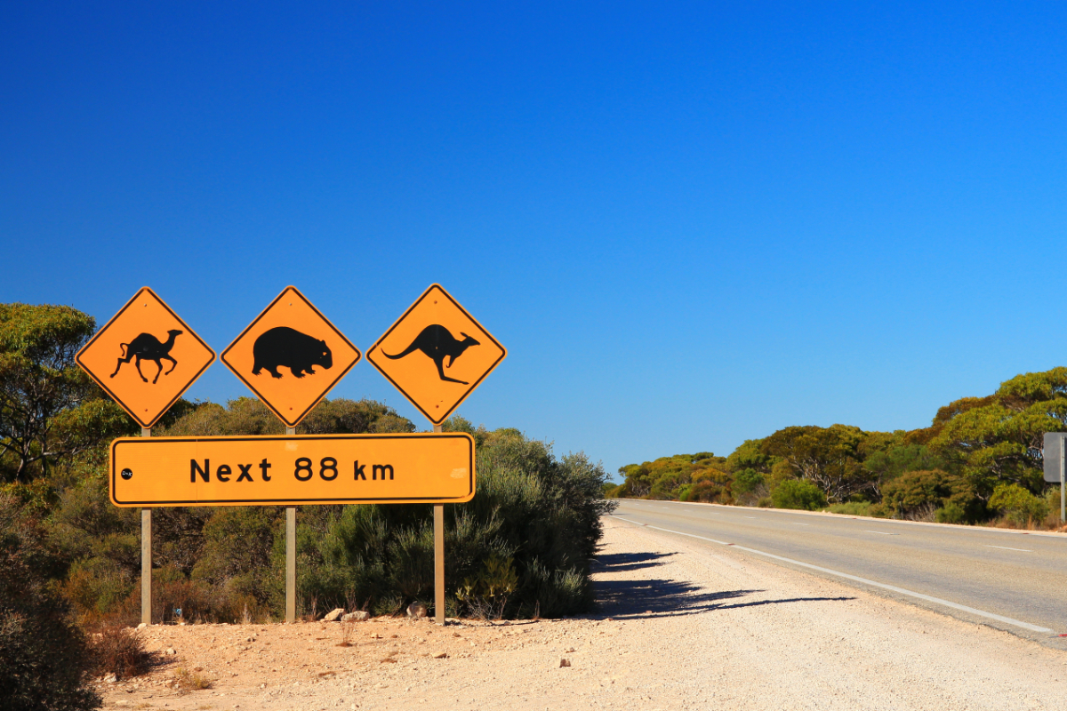 Ausztrália legveszélyesebb állatai: a statisztika mást mond, mint amire gondolnál