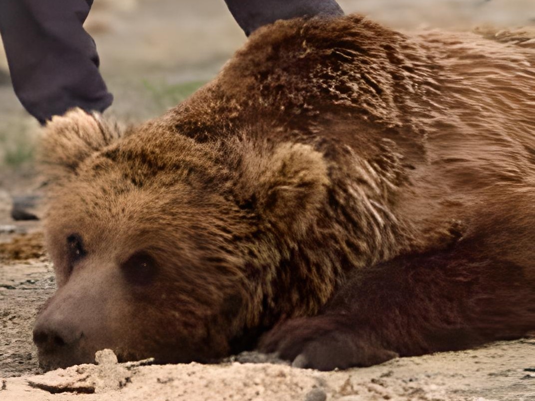 Pe cale de dispariție, dar încă supraviețuiesc: imagini rare cu urșii ascunși ai deșertului Gobi