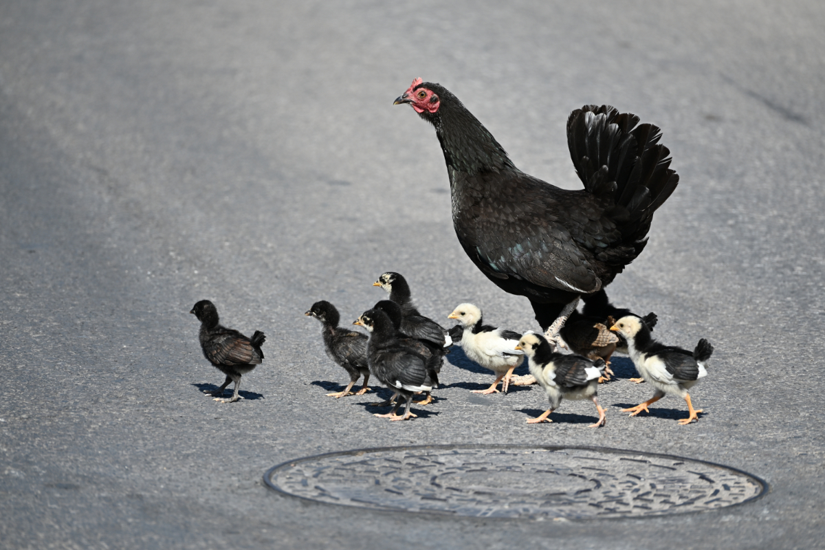 Több száz csirke uralja ezt a spanyol tengerparti várost