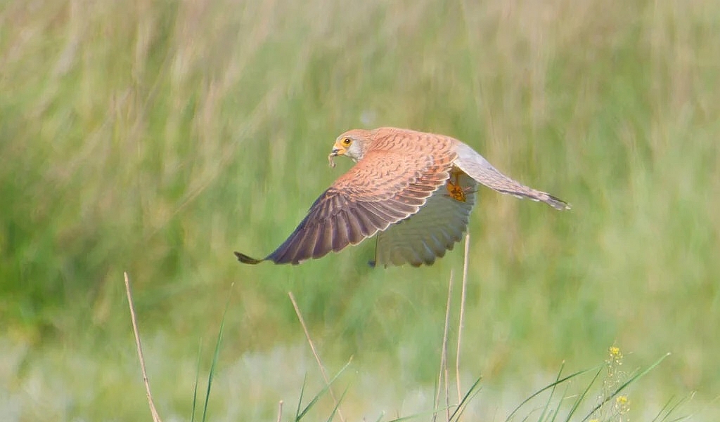 O specie legendară își face apariția în Dobrogea după mai bine de un secol