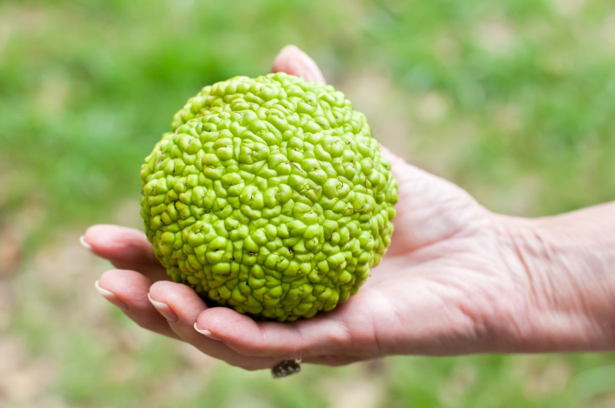 Un fruct spectaculos, dar toxic, se răspândește în România