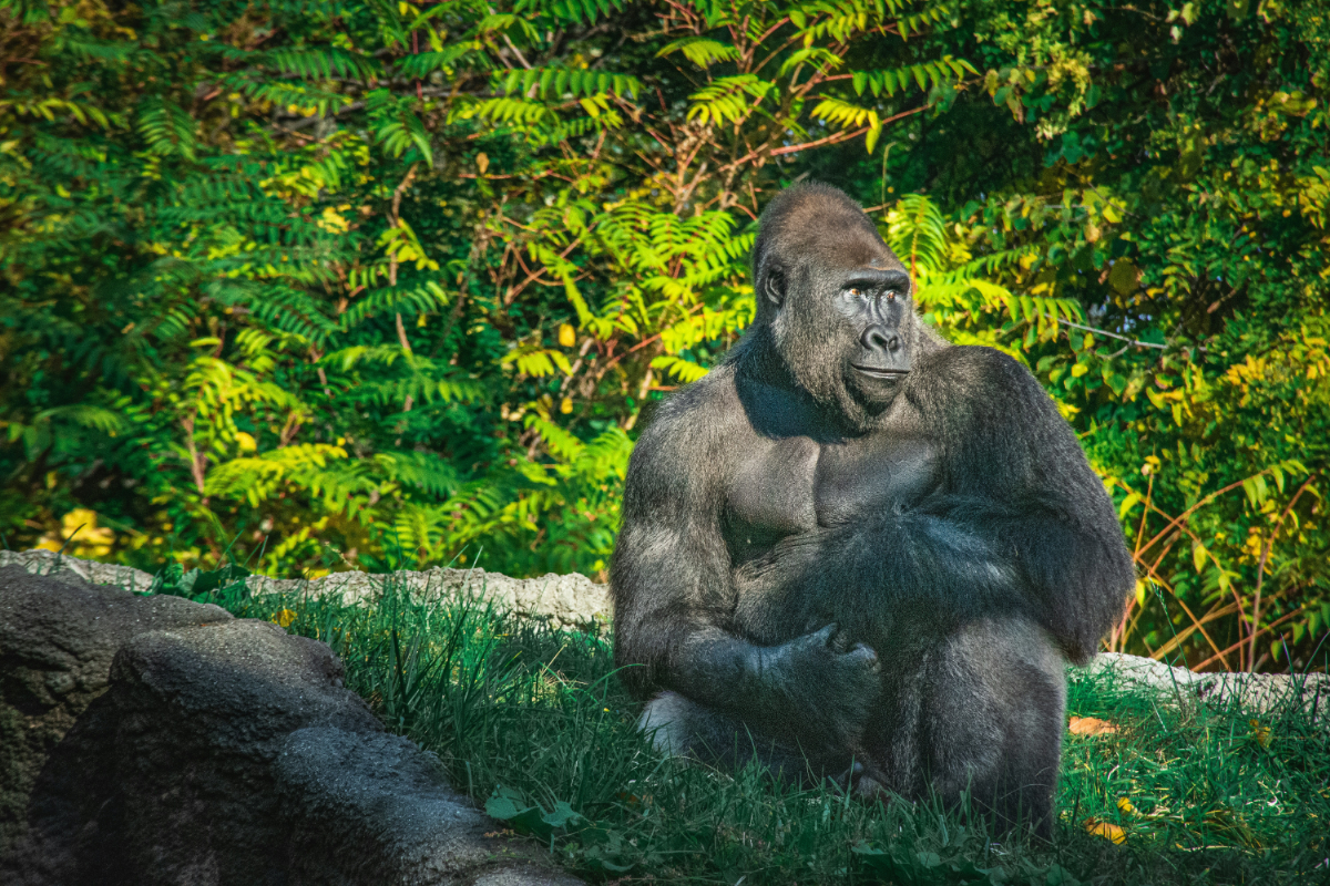 Egy valóságos King Kong: négy átlagember súlyát tette ki a világ legnagyobb gorillája