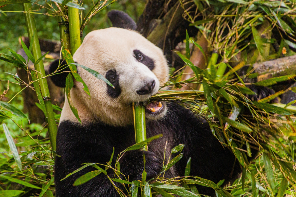 Ultima zi cu panda la Tokyo: de ce plecarea gemenilor a zguduit Japonia