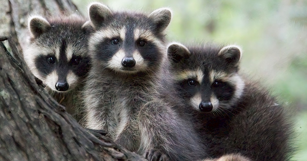 Specii invazive în România: par adorabile, fac ravagii - Drive Magazine